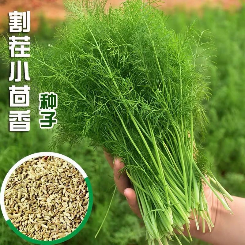 【新疆包邮】割茬小茴香种子小茴香种籽四季阳台盆栽庭院多茬蔬菜籽
