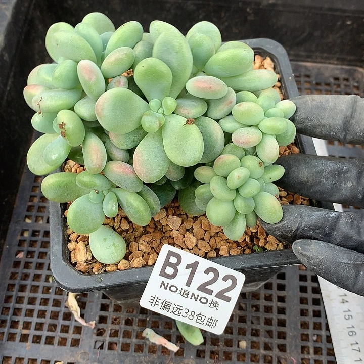 洛神缀化 122 中秋福利8折 需延迟发货