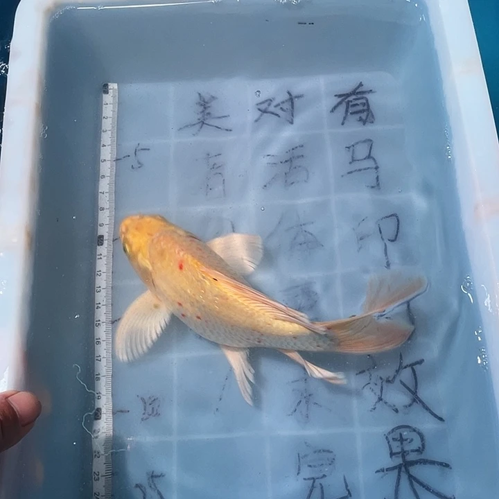 蝴蝶鲤鱼渔场直发48