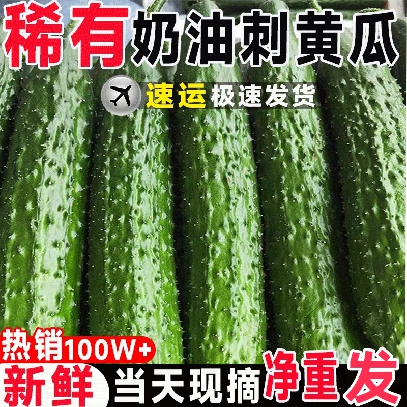 【顶花带刺】现摘东北刺黄瓜新鲜脆嫩奶油黄瓜蘸酱腌菜黄瓜当季蔬菜