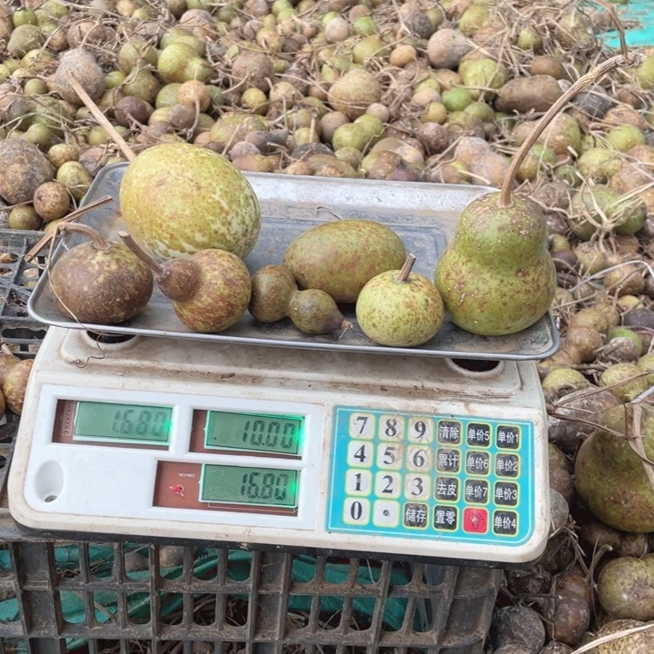 铁***石1 斤 6 花皮葫芦青皮