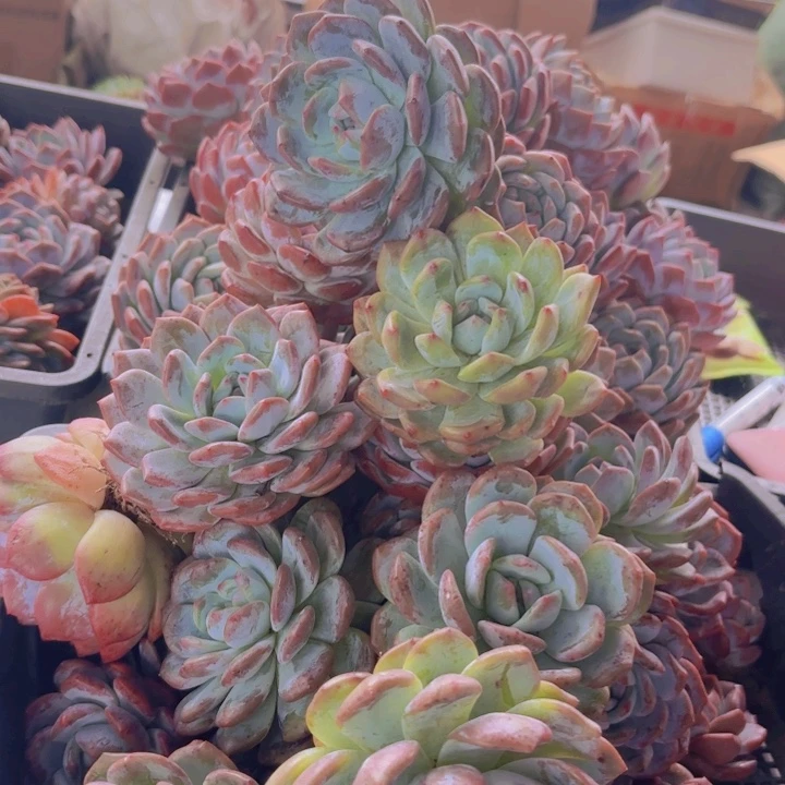 单头橙梦露处理价7-10公分发货1颗