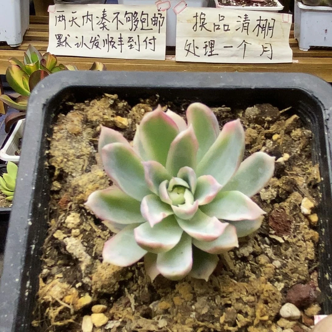 2958 紫罗兰覆轮锦