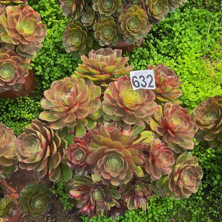 00000000000632斑斓