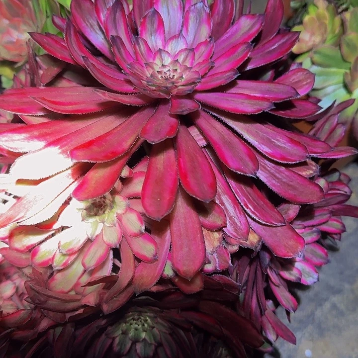 精品紫霞仙子老桩亏本福利