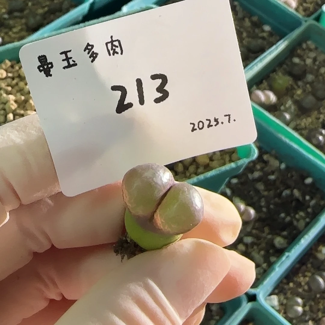 菠***蜜多肉多肉多肉7.25-213