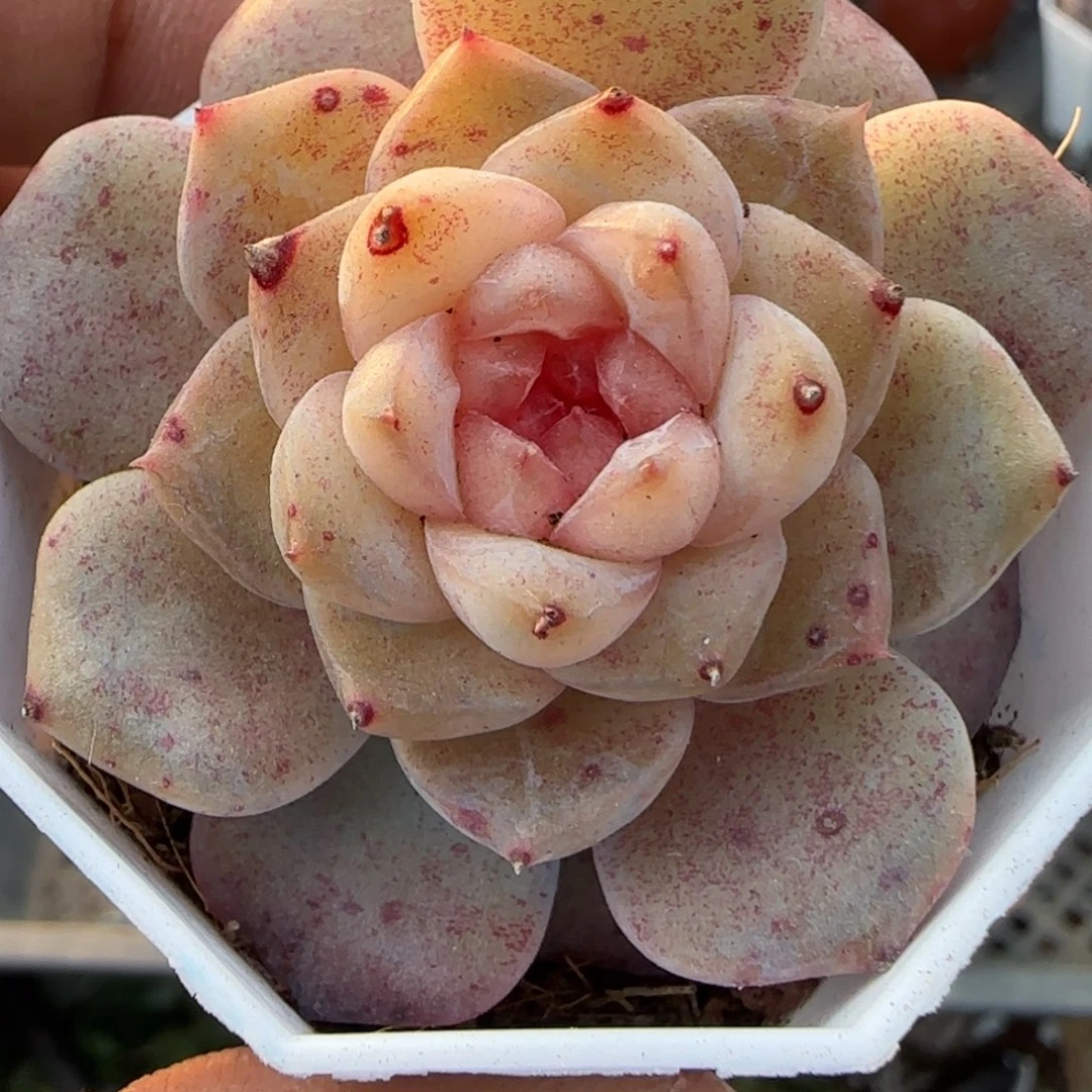 多肉小卡拉米糖心一物一拍