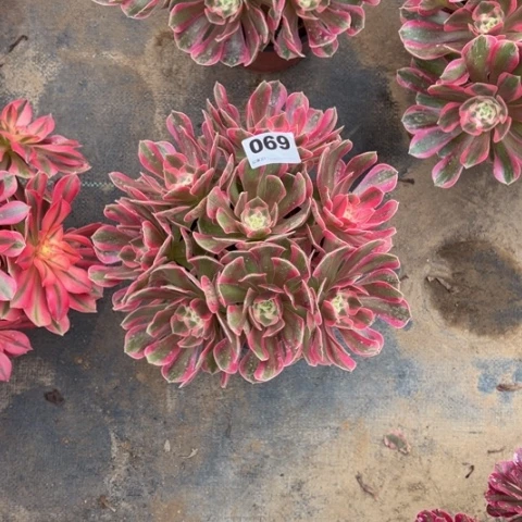 069粉女郎朵朵多肉，