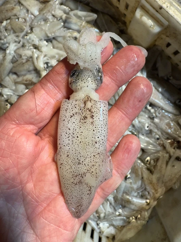 大连新鲜原浆小海兔，四斤顺丰包邮