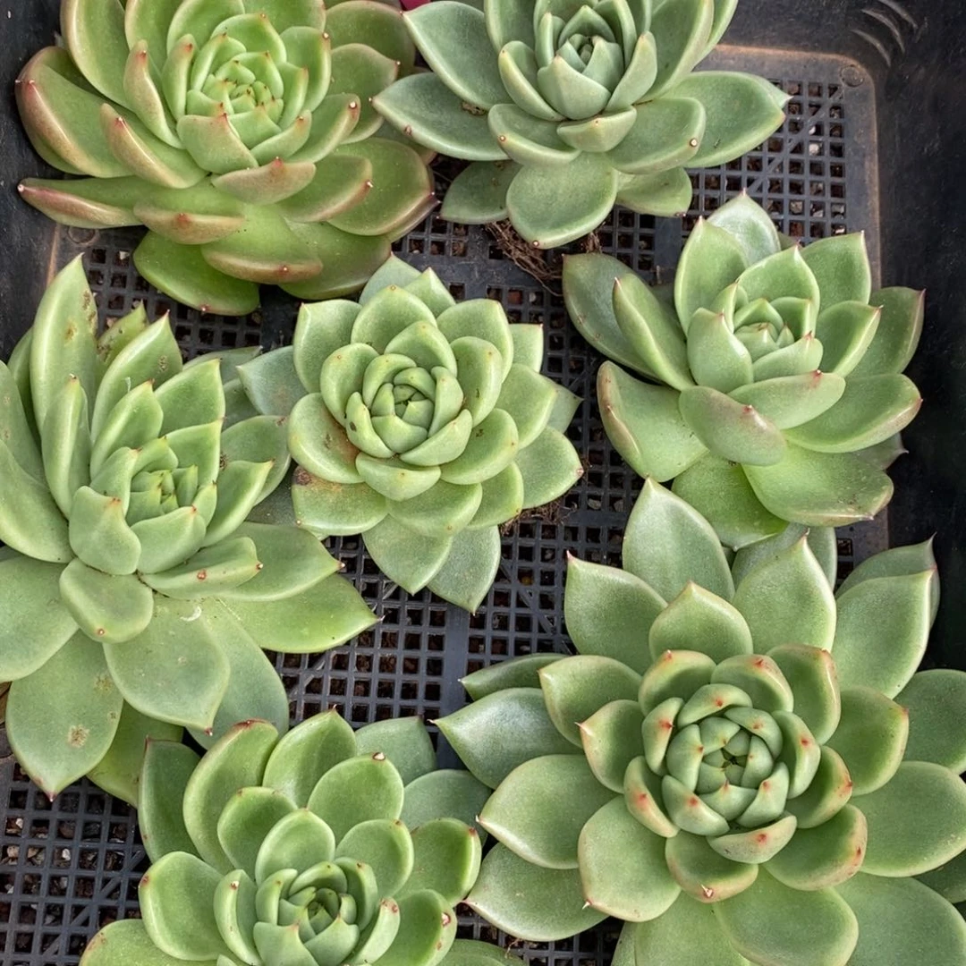 x024-多肉植物 一筐