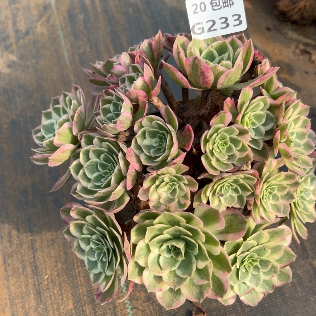 233海王，多肉法师