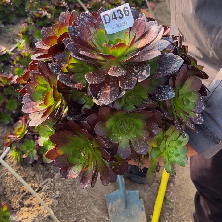 436赤炎链量多肉法师不包断枝