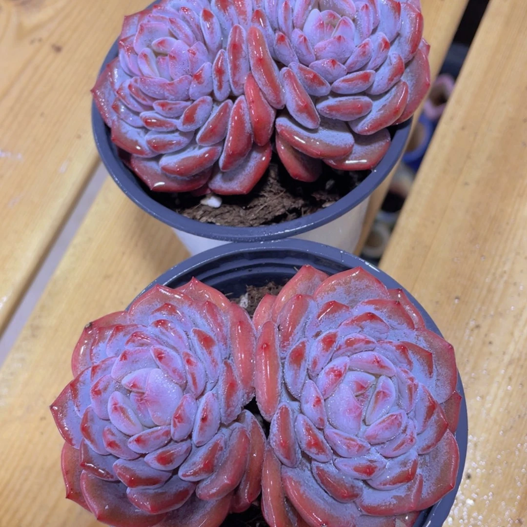 1328号 星星橙飘枝一颗