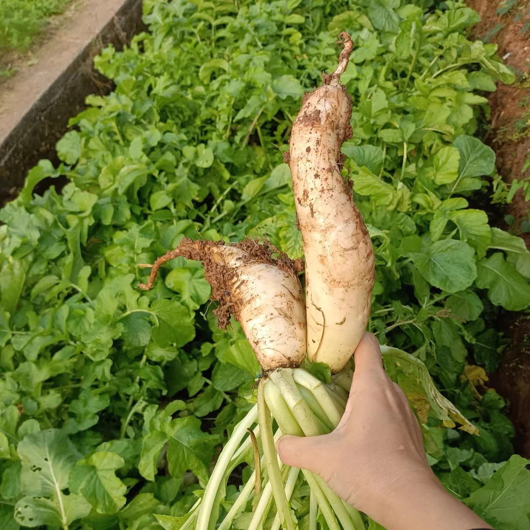 湘西农家自制白萝卜