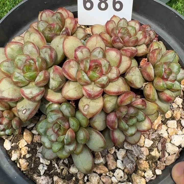 葡萄老桩            多肉植物
