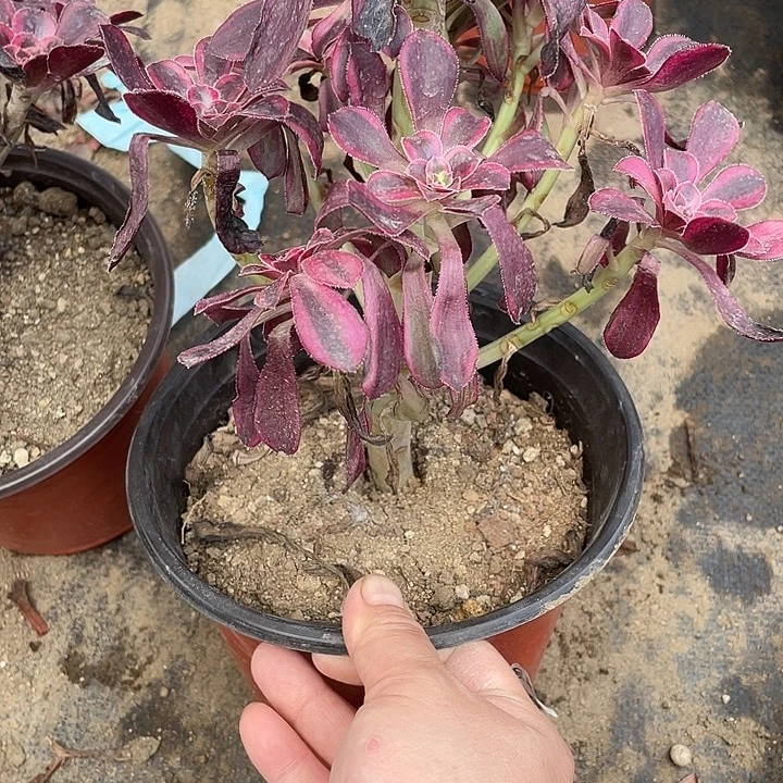 169香奈儿多肉植物法师