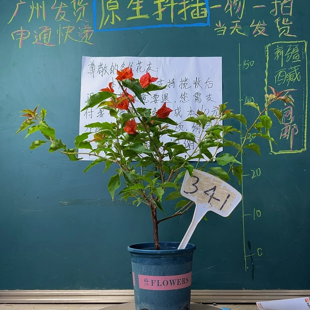 当前无花栽培后可以开花 热火桑巴 341