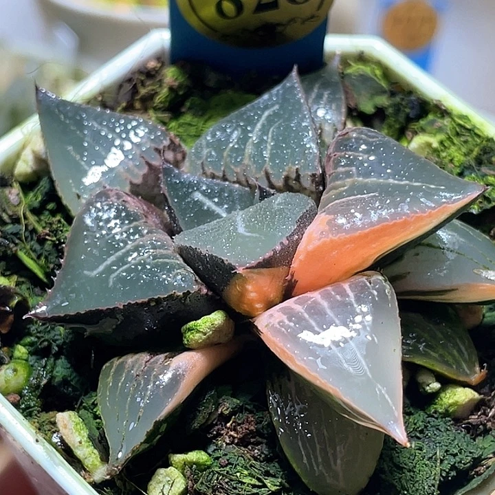 828酒吞錦一物一拍