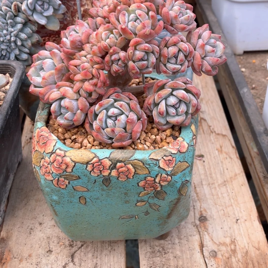 片***片片片寄养星影朵朵缀