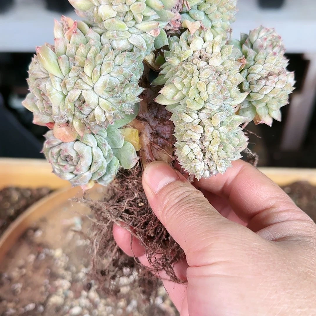 小**?小情，冰魄缀380         肉