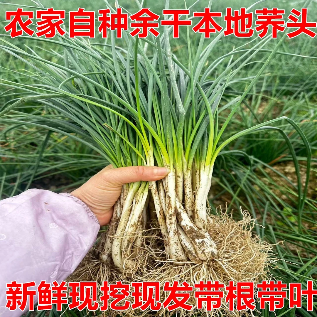 江西余干特产农家自种新鲜带叶荞头藠头香味浓郁时令蔬菜现挖现发