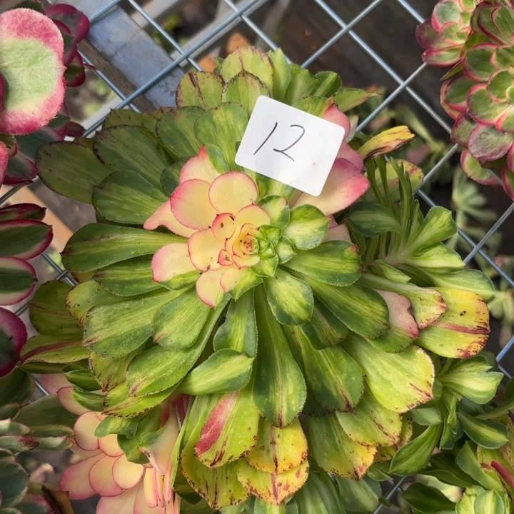 无花朵012特价知否无根无售后