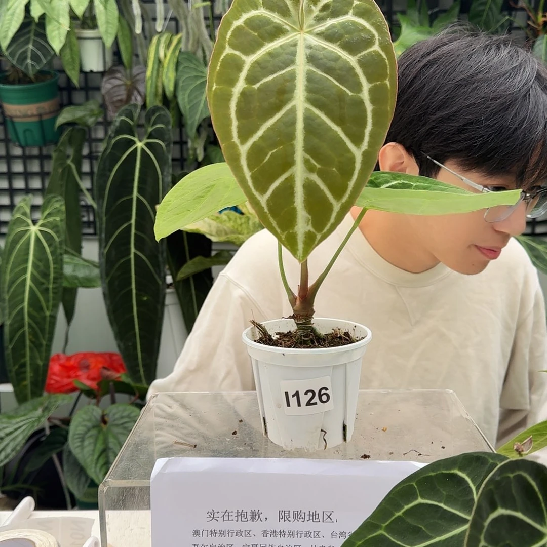 完全开放I126绿丝绒杂撕裂纹
