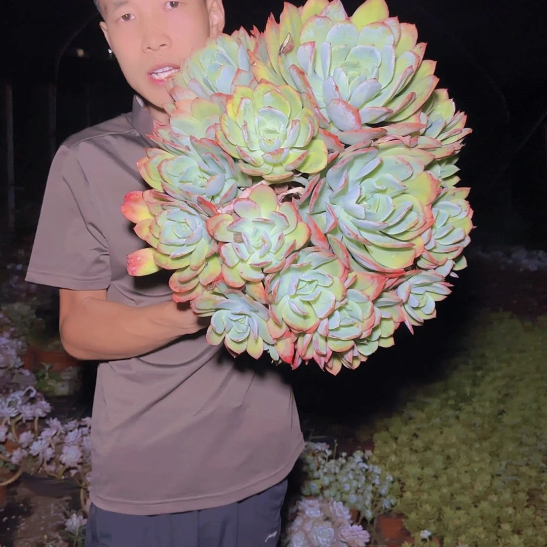 一物一拍绮罗多肉