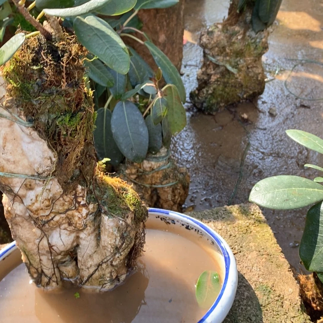 无花朵石头一个石头