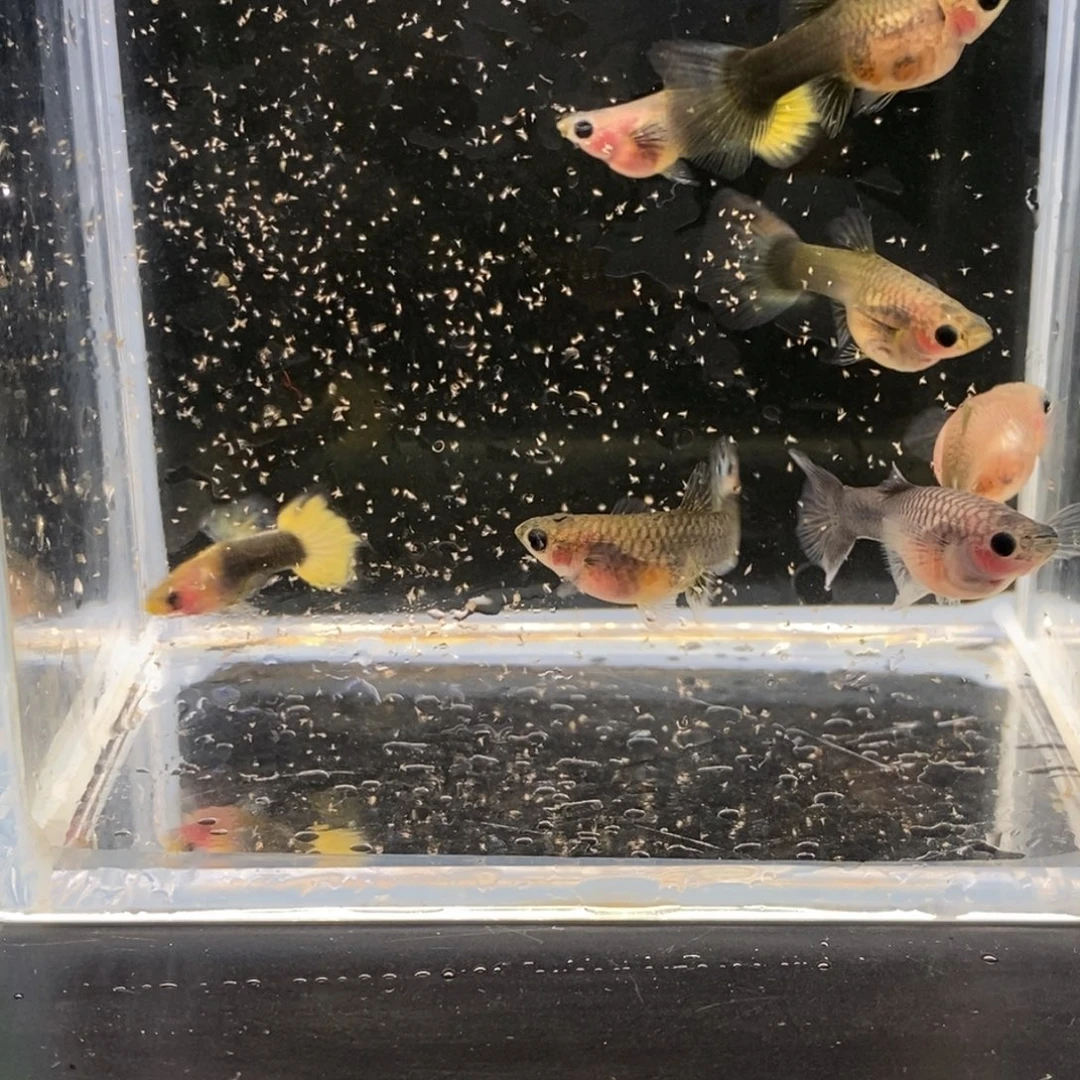 孔雀鱼小太阳玻璃猫两公五母