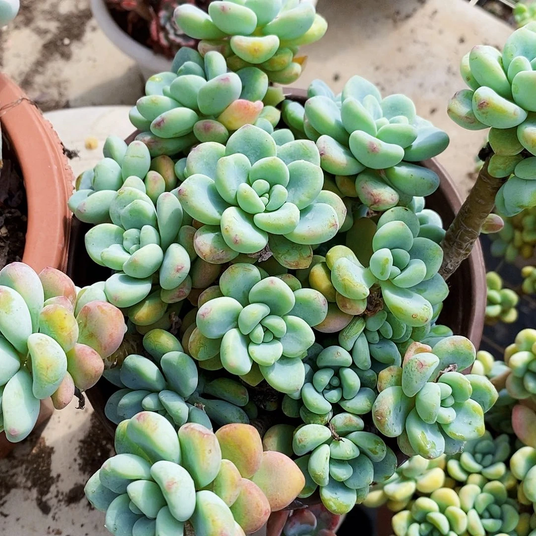 香香劳尔整桩整群老桩