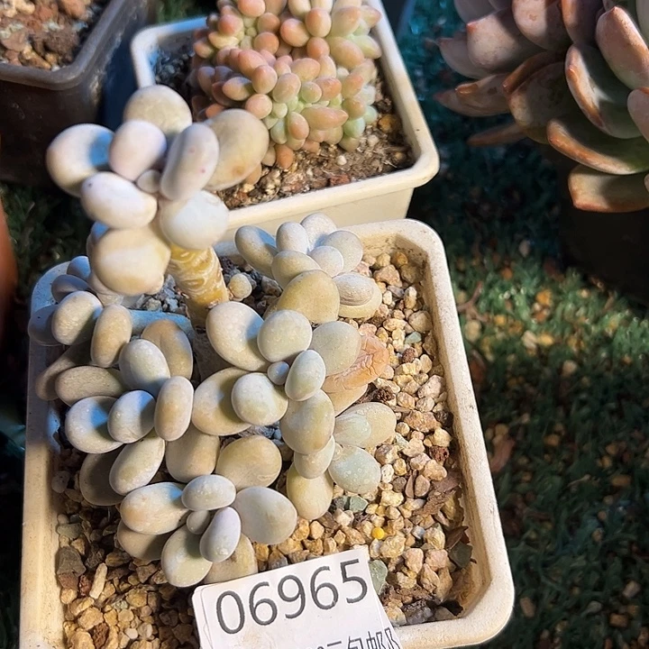 幸运的是我没有遇到过幸运