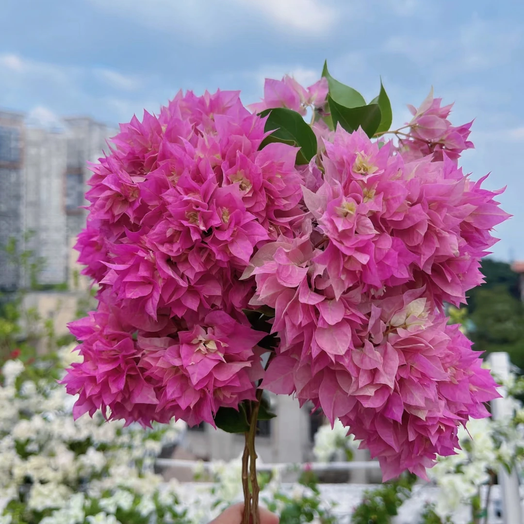 【重瓣粉】三角梅一物一拍盆栽爬藤植物四季开花勤花品种阳台庭院