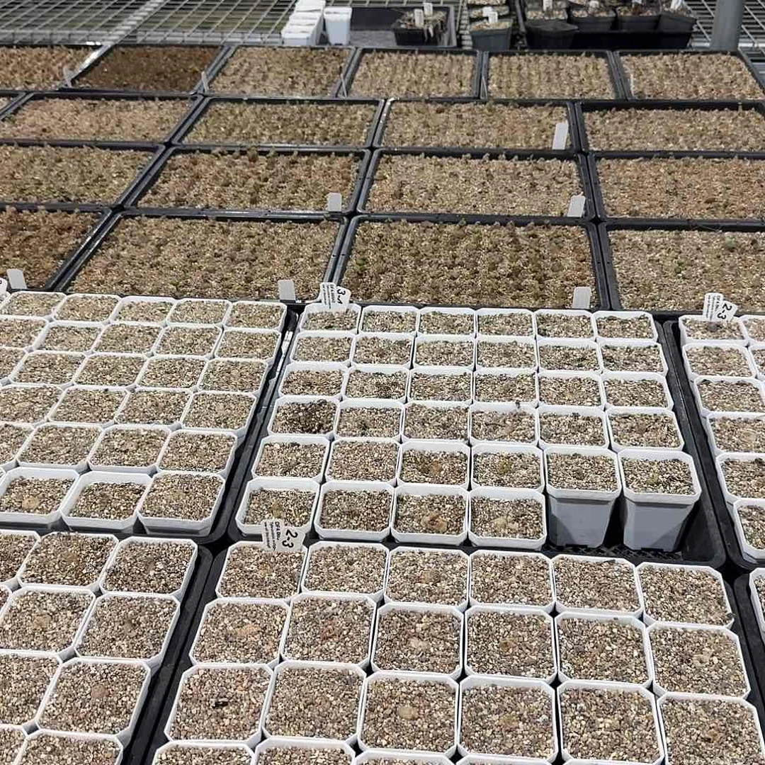 哩***哩南红花50元的一个lilili的