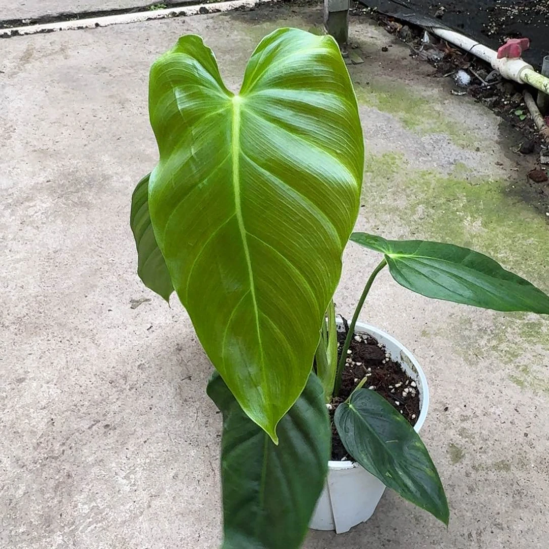 无花朵B****.一物一拍E170