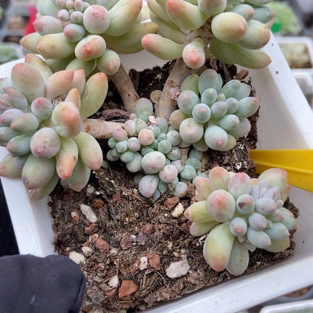 880婴儿手指多所植物