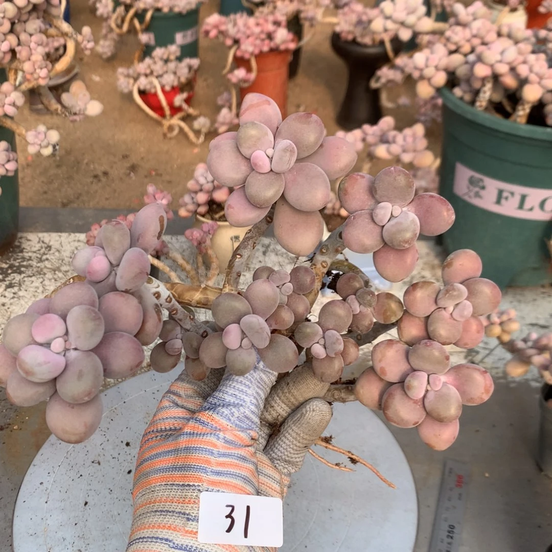 桃蛋老桩不带盆31号