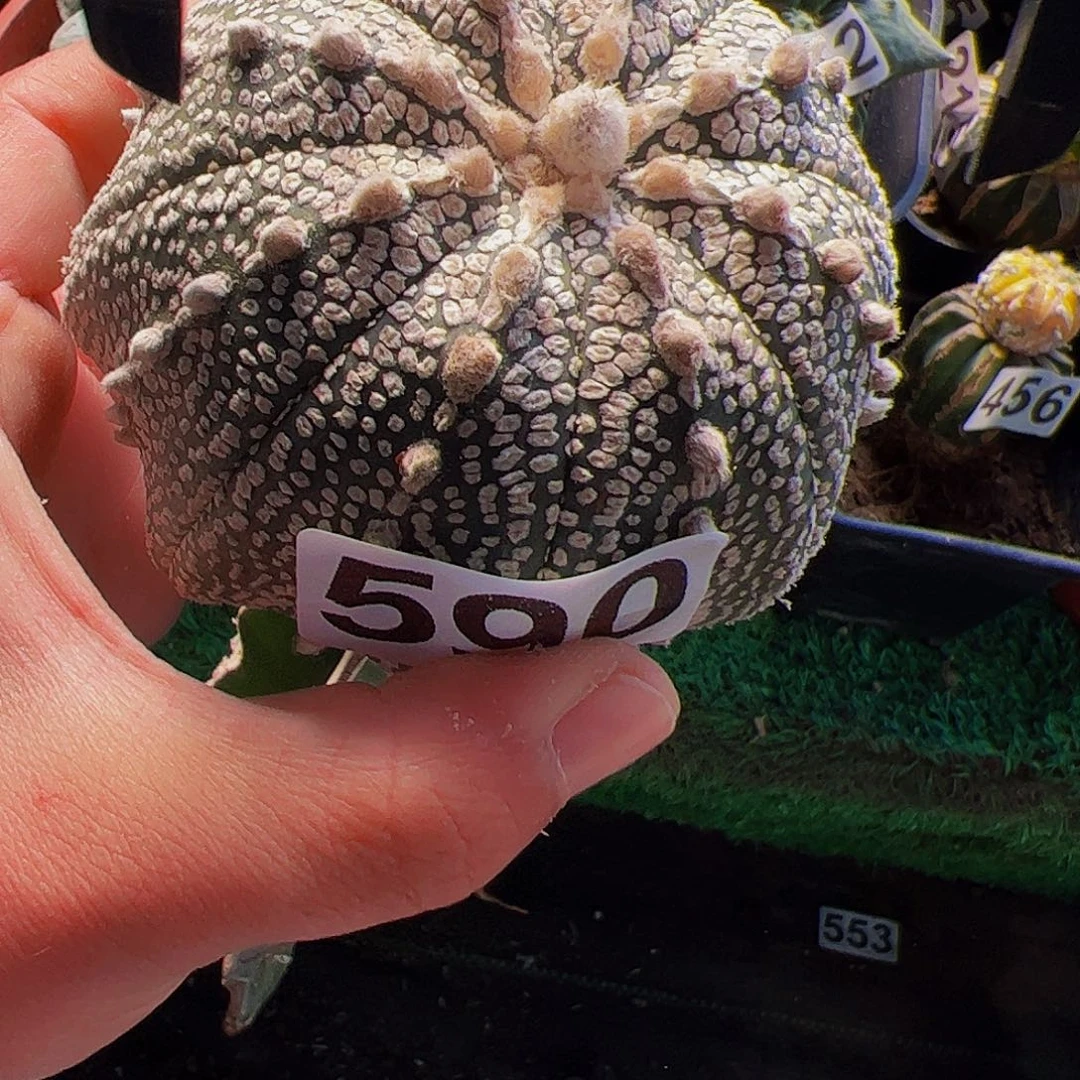 无花朵奇迹海星兜590