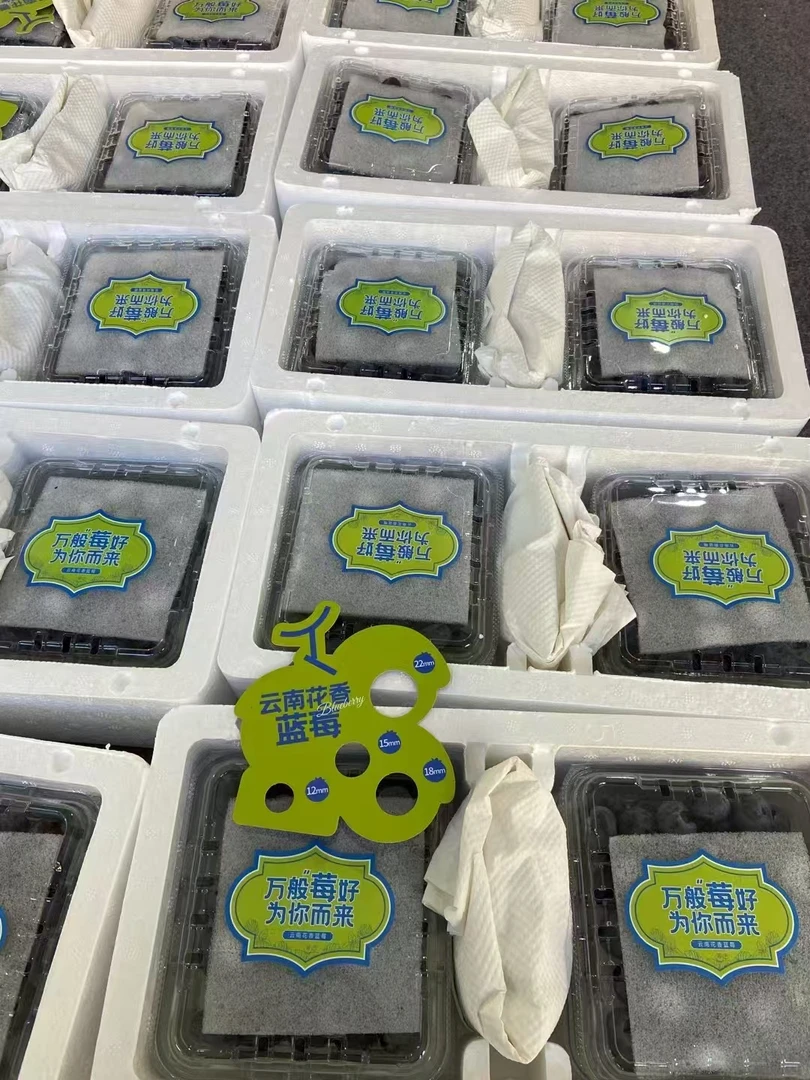 云南  花香蓝莓  果园新鲜采摘 顺丰包邮