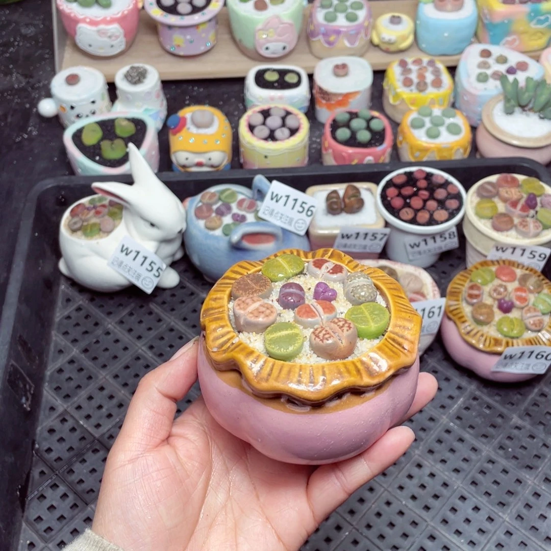 w1162 -零下地区拍保温箱-15支持寄养