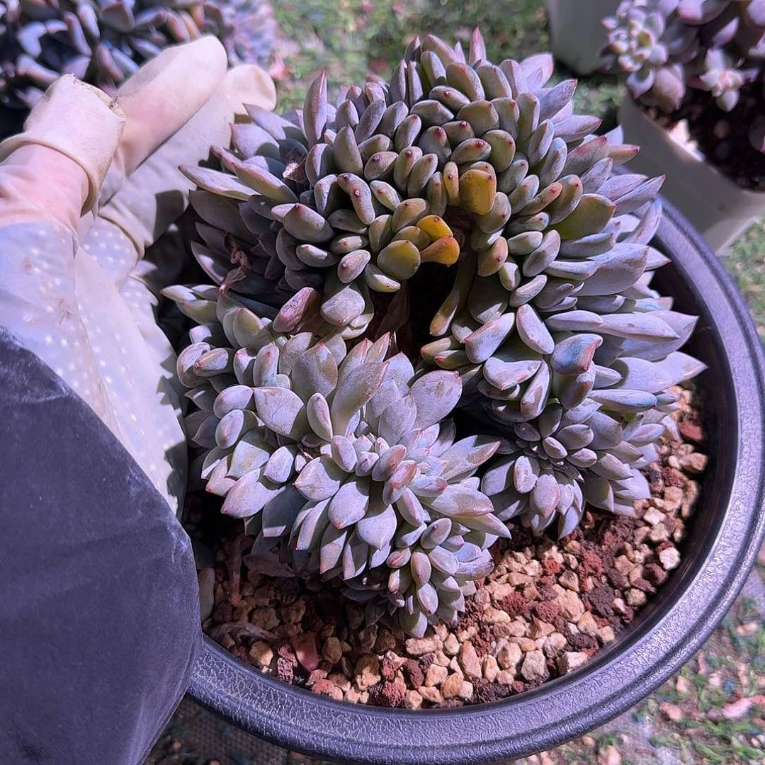 星影缀化朵开很多头