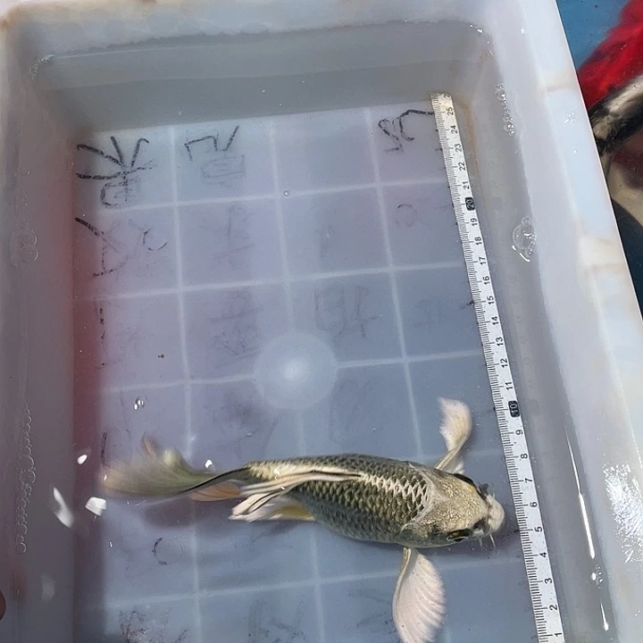 蝴蝶鲤鱼渔场直发114