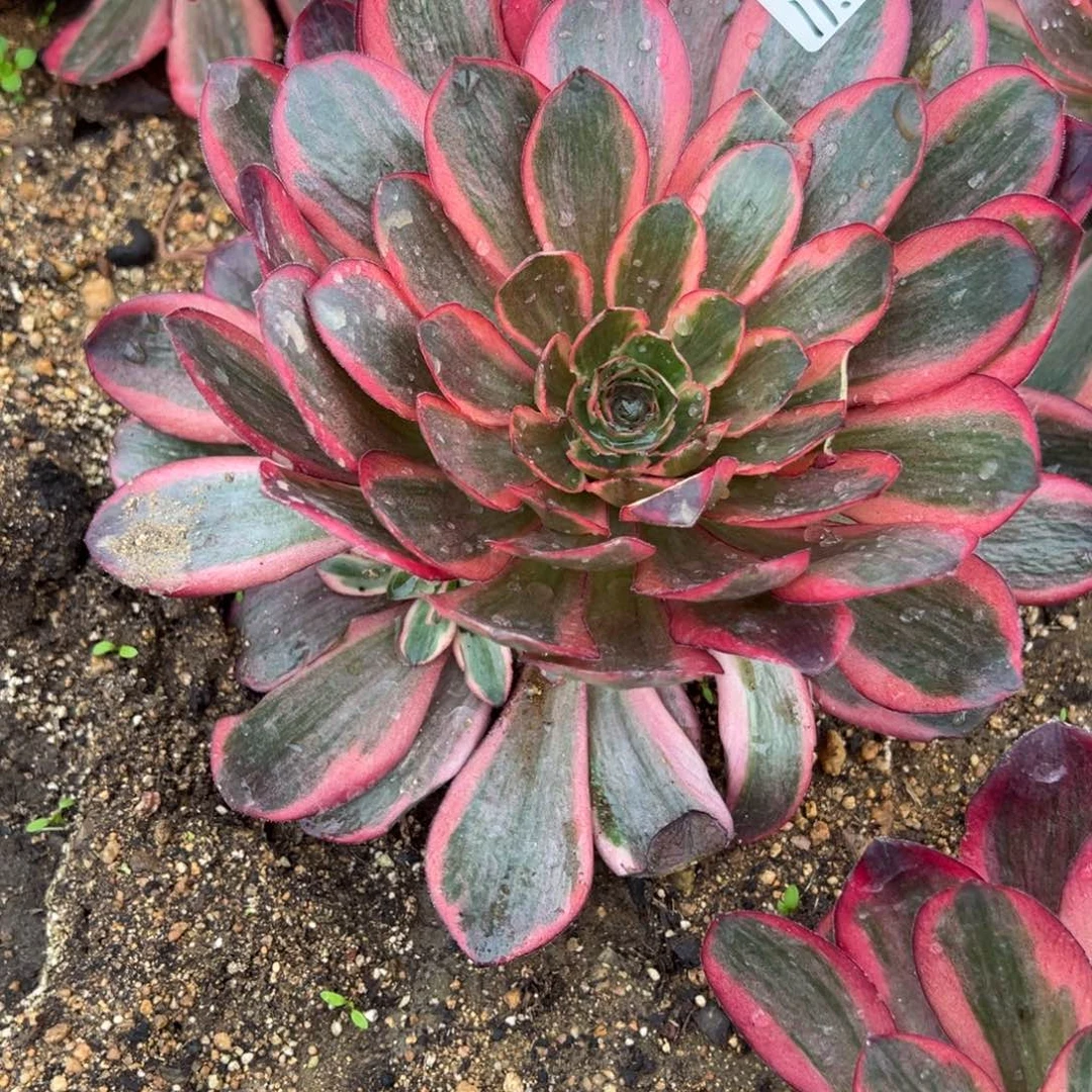 192纳福多肉植物