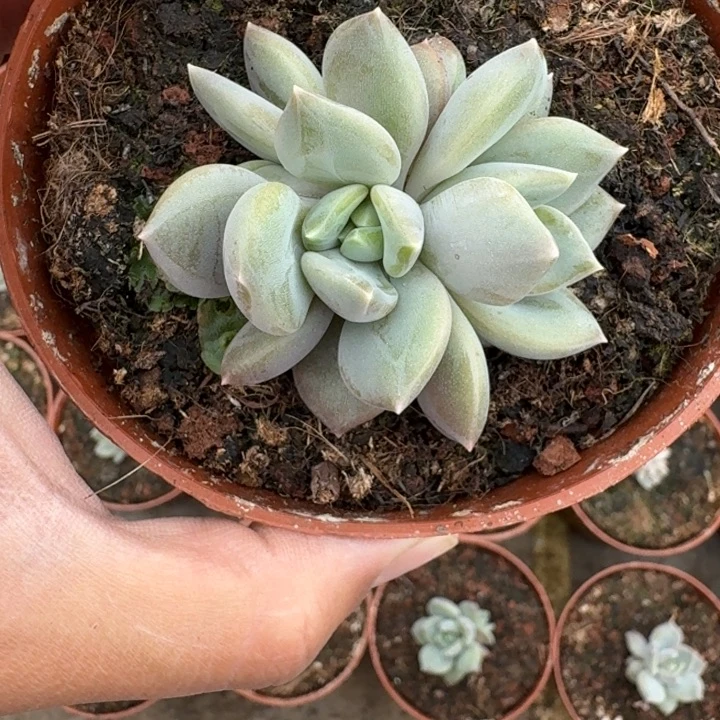 邀月 3头 一物一拍