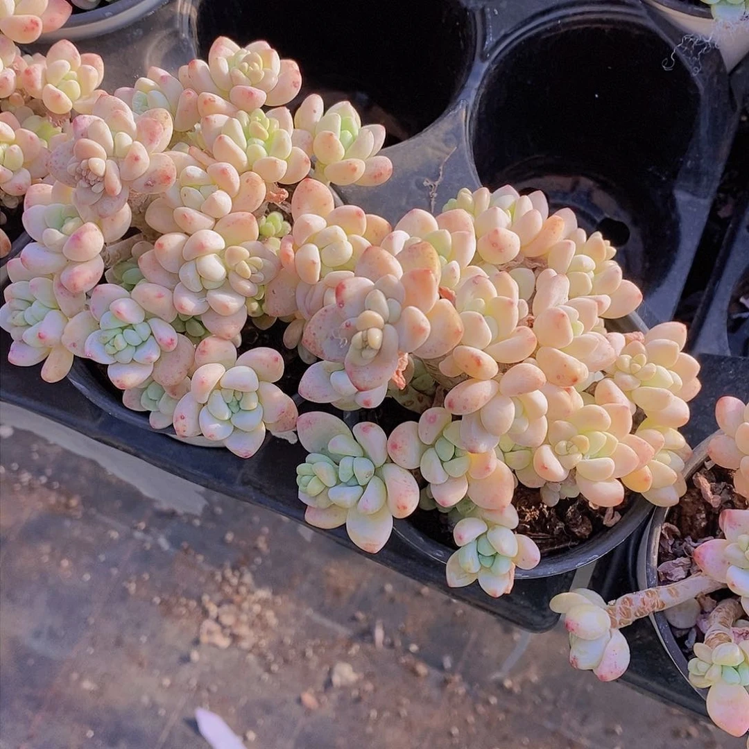 0203-果冻罗琦群一颗 量拍