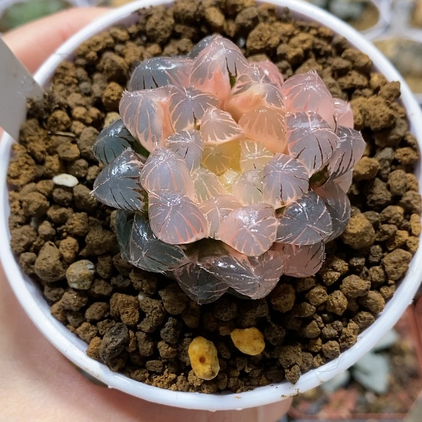 【闪购商品】98蓝镜玉露锦