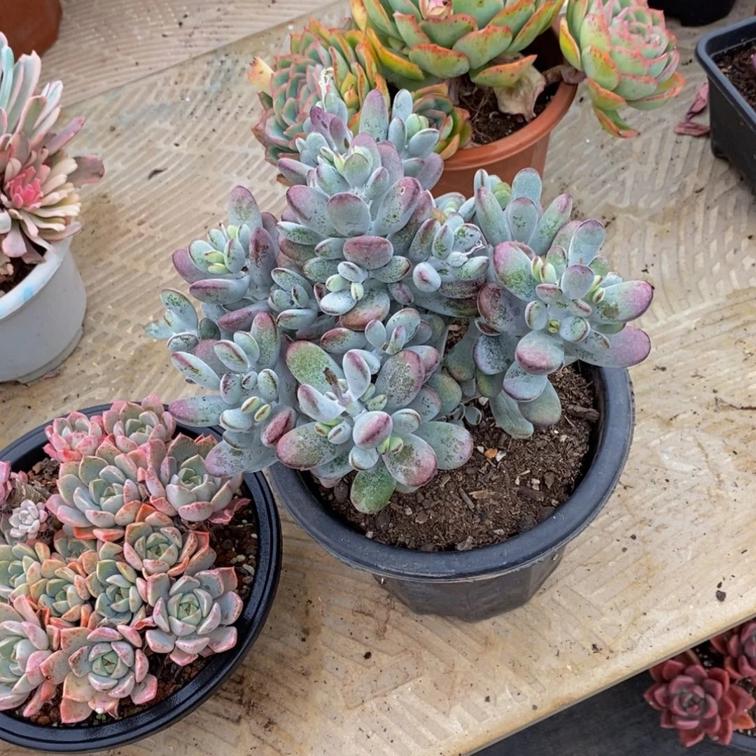 ^***粥48包邮多肉植物一物一拍