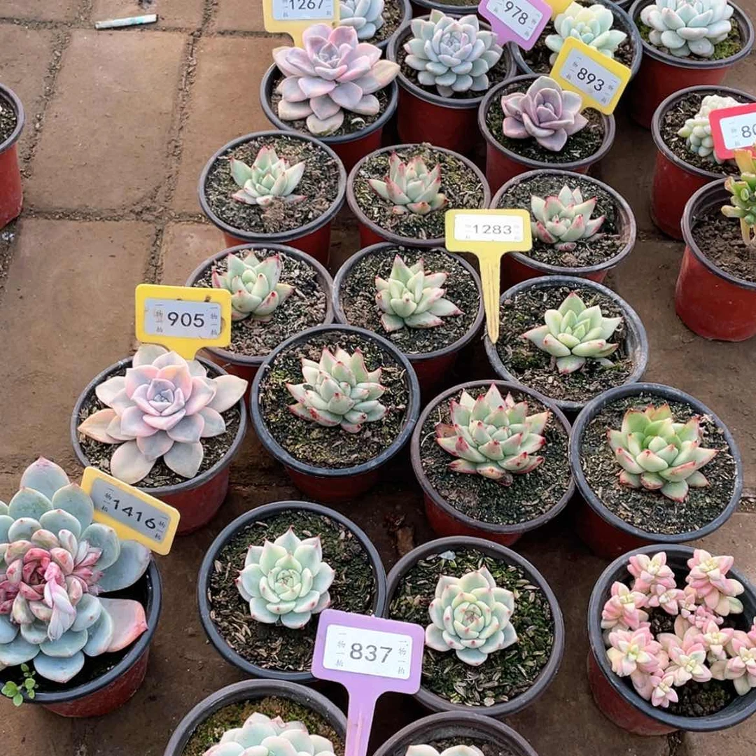 【闪购商品】R****?837四颗一组