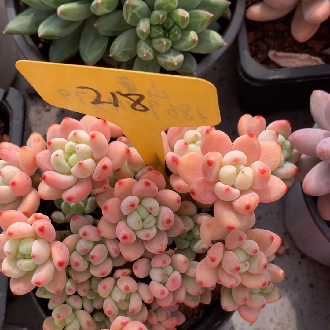 樱花落期72727272773