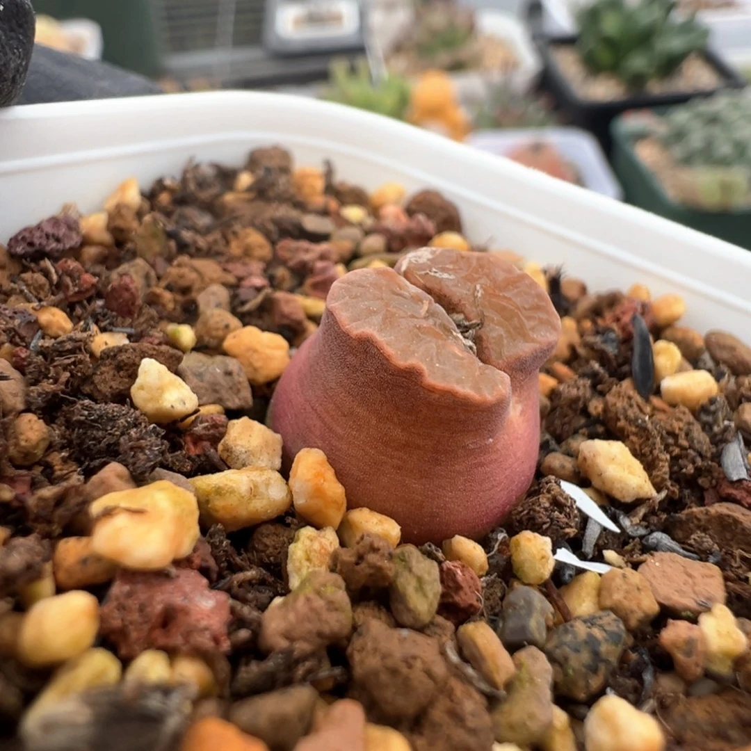 552号大胖子磁铁。